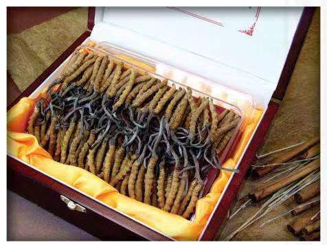 长子冬虫夏草回收